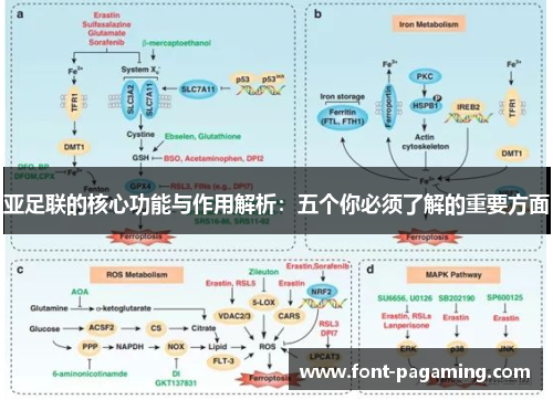 亚足联的核心功能与作用解析：五个你必须了解的重要方面